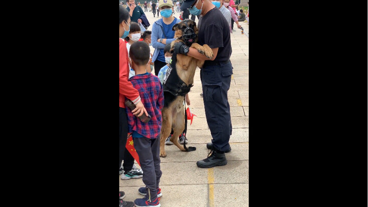 ما مدى خجل كلاب الشرطة في ساحة تيانانمن اجتماعيًا؟ أريد عناقًا! #