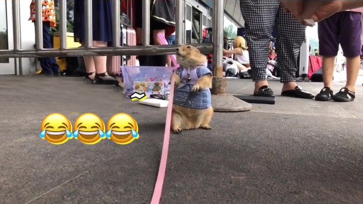 Prairie Dog Visits Comic Show: Attracting Glances All the Time!