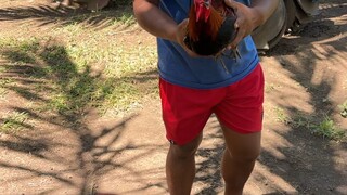 Sayaw ng SBR 🐓