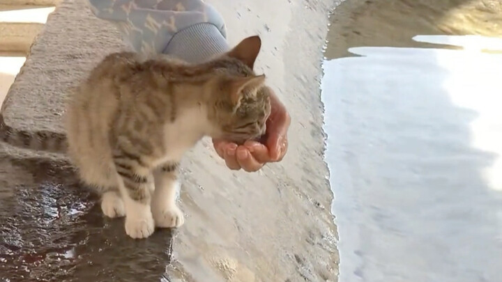 ลูกแมวในวัดได้พบแสงสว่างของตัวเองแล้ว