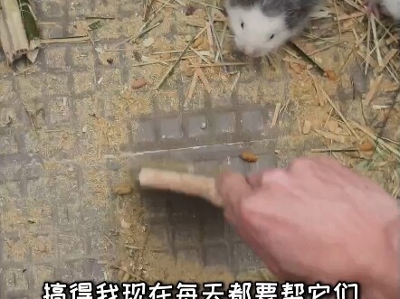 Tidak jinak, tikus peliharaan ini terlalu sulit dirawat.