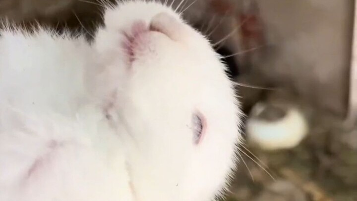 Rabbit: Tell my mom I’m no coward!
