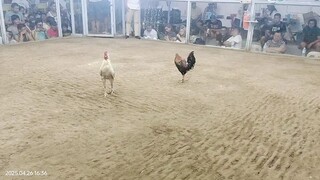 kahit malaki sa laban ang puti manok tinalo parin ng manok napula..