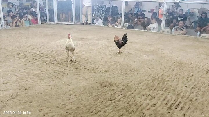 kahit malaki sa laban ang puti manok tinalo parin ng manok napula..