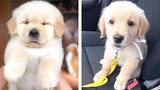 😍 Lovely And Cute Golden That Make You Happy To Watch Every Day 🐶 | Cute Puppies