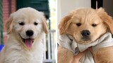 🐶 These Golden Puppies Help You Happy Everyday 😍 | Cute Puppies