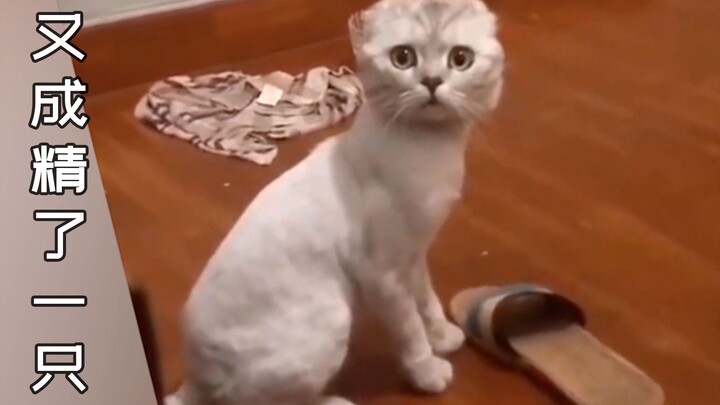 Huh!? So cats can actually understand human speech?