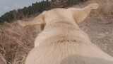 (คลิปสุนัข) เมื่อติดกล้องบนหลังเจ้าลาบราดอร์ มันไม่ยอมอยู่นิ่งเลย