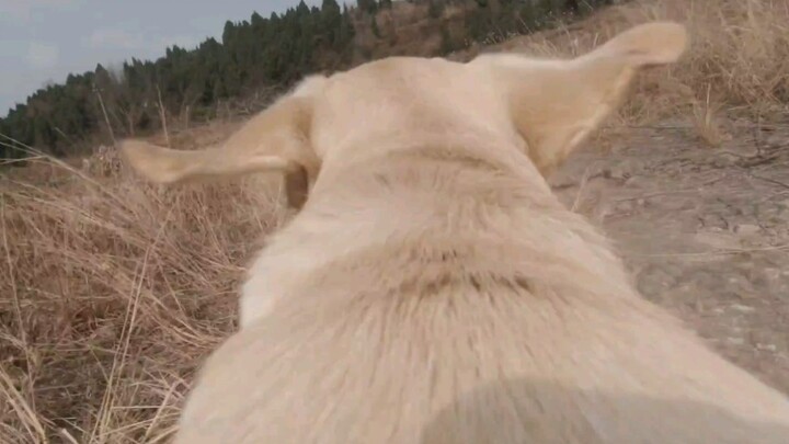 [Pecinta Anjing] Labrador tidak pernah berhenti