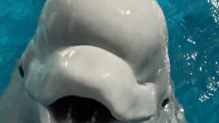 Xiao Hei's jealous again!