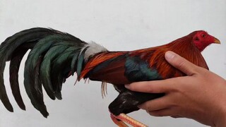 para champ win 2hints timbangan bantam #teammagalang