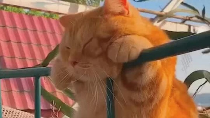 แมวส้มบนราวระเบียง แมวในอนิเมชันของฮายาโอะ มิยาซากิ