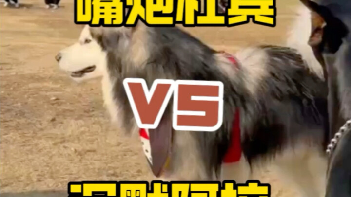 Dogs learn to fight through repeated accumulation of negative social experiences.