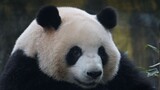 [Panda] Burping after eating too much