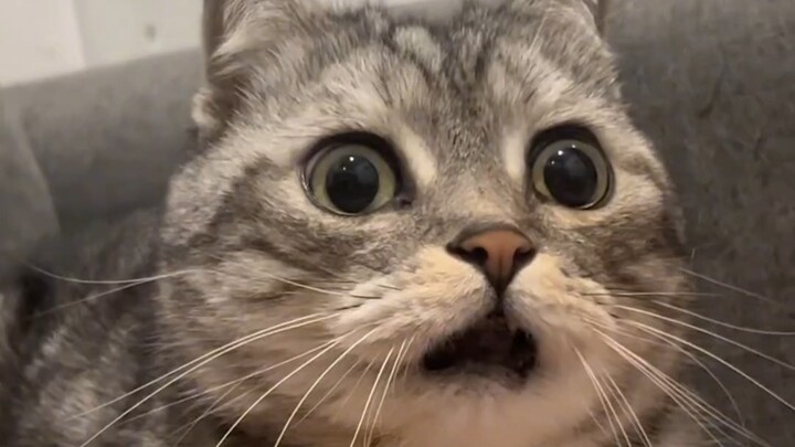 สามสิ่งที่แมวกลัวที่สุด