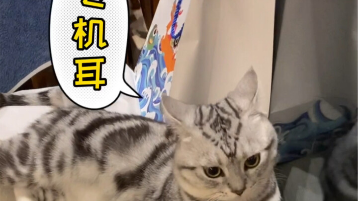 Menggunakan bahasa Inggris yang diselingi bahasa Mandarin, menguji seberapa takut kucing pada tuanny