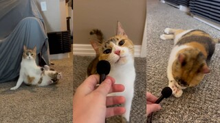 Ada si kucing menderita atrofi serebelum dan tidak dapat berfungsi secara normal, tetapi pemiliknya 