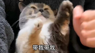 แมวน้อยต้องเรียนรู้ที่จะเต้นด้วยตัวเองให้ได้