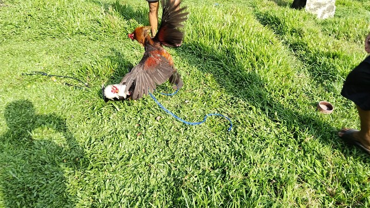 Regular grey x Black spartan 5 months old first spar
