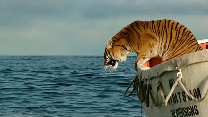 The tiger lunges into the sea to hunt, but the boy on the shore bursts into loud laughter—only for t