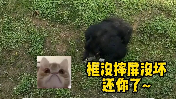 A cousin from Mount Emei: They’re all acting— I’m taking this all the way to the central government!