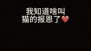 นึกว่าแมววัวรับเลี้ยงไปแล้วซะอีก! ทำยังไงดี?