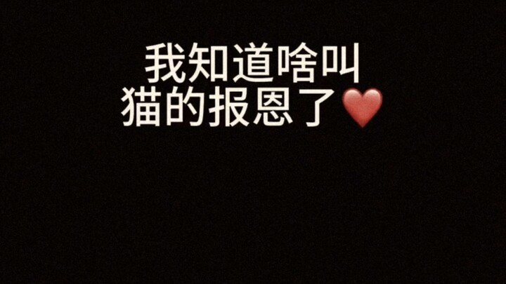 นึกว่าแมววัวรับเลี้ยงไปแล้วซะอีก! ทำยังไงดี?