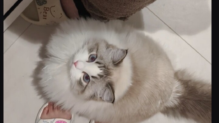 这跟养孩子有什么区别？