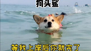 What will happen if a dog who has never swum goes into the sea for the first time?
