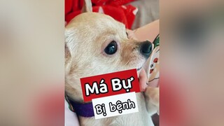 Má Bự bệnh và Bự rất nhớ má! thucung pet kcbweb thucungdethuong thucungvuinhon chó chó_cưng chókhôn