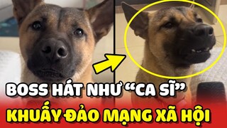 Những em cún "HÁT NUỐT MIC" như ca sĩ khuấy đảo mạng xã hội 😂 | Yêu Lu