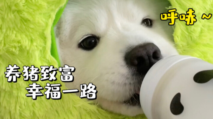 Everyone my age already has a second child, and I’m still raising a dog.