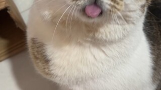 أنا، نادم جدًا لأنني لا أمتلك هذه القدرة بعد #جيوآن#علبة جيوآن#علبة طعام القطط