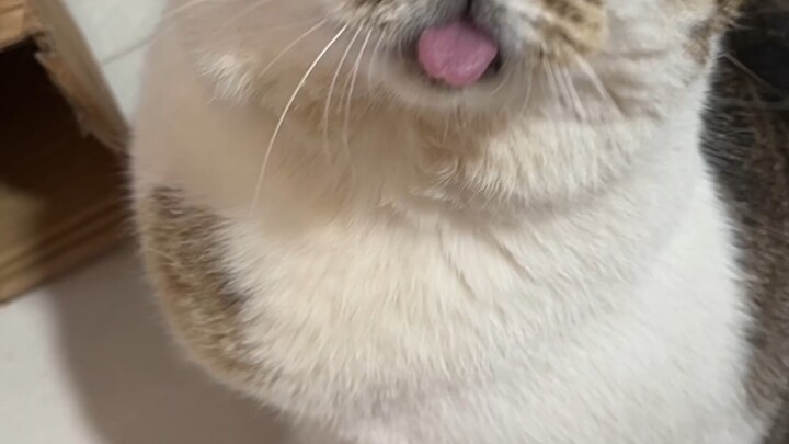 I regret so much that I don't have this ability yet #GeWuAn #GeWuAnCannedFood #CatCannedFood