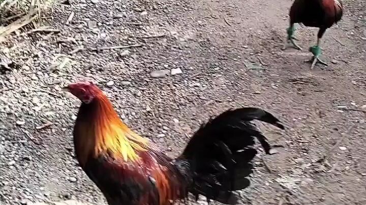 lemon vs melsim black