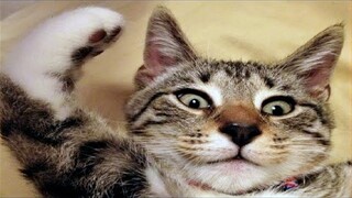 FUNNY CAT MEMES COMPILATION OF 2023 V22