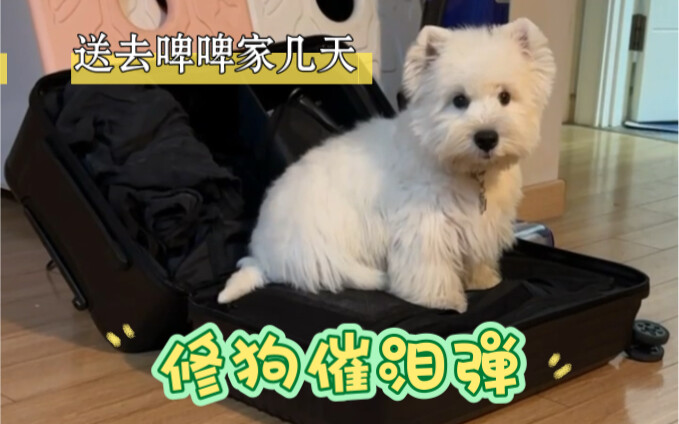 Sending the dog to PiPi’s place for a few days—was that just a coincidence, or is there more to it??