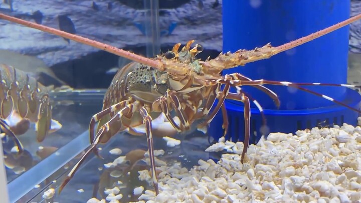 Habiskan 158 yuan untuk membeli lobster bergelombang di pasar makanan laut dan membawanya pulang seb