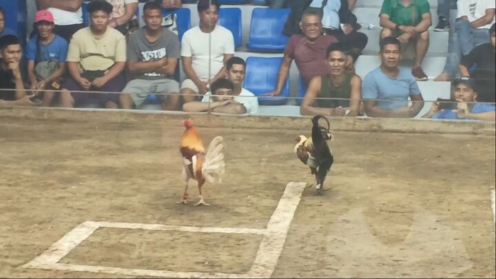 TAYTAY ARENA 2 HITS - CHAMPION