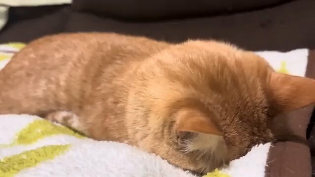 The little kitten falls asleep after finally escaping the hated bathtub