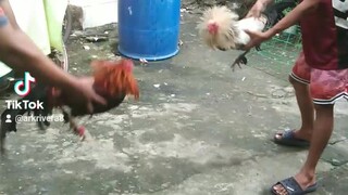 bitaw muna sa aking butcher albany