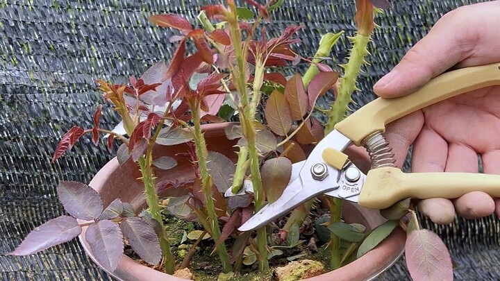 How to Grow Healthy Bamboo Shoots on Your Rose Plant