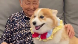 Anjing dan kucing yang dibesarkan oleh kakek dan nenek, sangat manis dan patuh