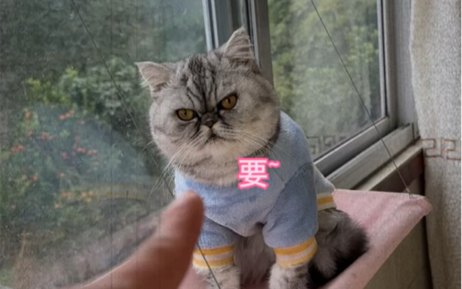 Đã đưa vợ về nhà cho mẹ tôi