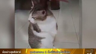 รัสเซียทึ่งตีข่าวแมวไทยขาวขาดให้ฉายา “แมวจิงโจ้”