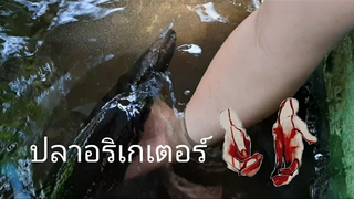 ปลาอริเกเตอร์ จับปลาอริเกเตอร์ รักสัตว์ EP31