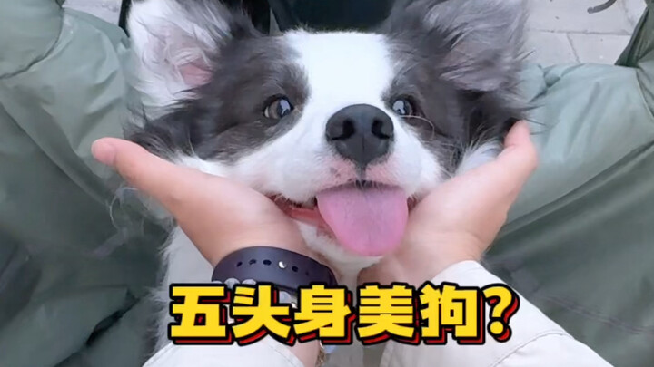 How can a puppy have a face that grows one way and a body that grows another?!