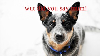 telling my dog that she is adoped