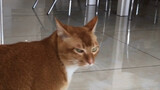 [Động vật]Mèo con dễ tính nhất thế giới