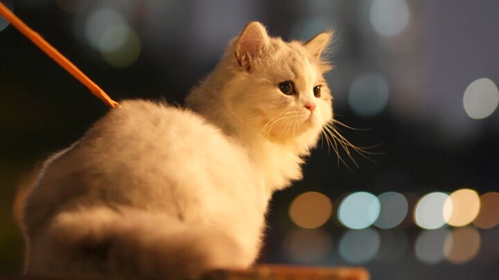 Why do people walk their cats?